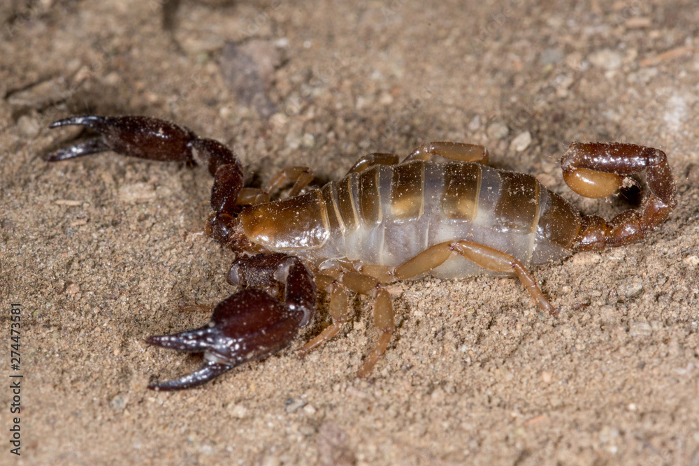 Blind scorpion, Belisarius xambeui, Blind scorpion, Belisarius xambeui,