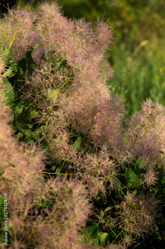 Skumpiya tanning (Cotinus coggygria flower, the European smoketree, Eurasian smoketree, smoke tree, smoke bush, Venice sumach).  A branch with pink veins. photo