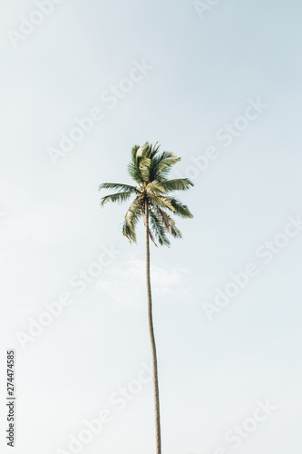 Lonely one tropical exotic coconut palm tree against big blue sky. Neutral background. Summer and travel concept on Phuket, Thailand.