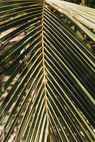 Beautiful tropical coconut palm branch. Minimalistic pattern and background with green colors. Summer concept.