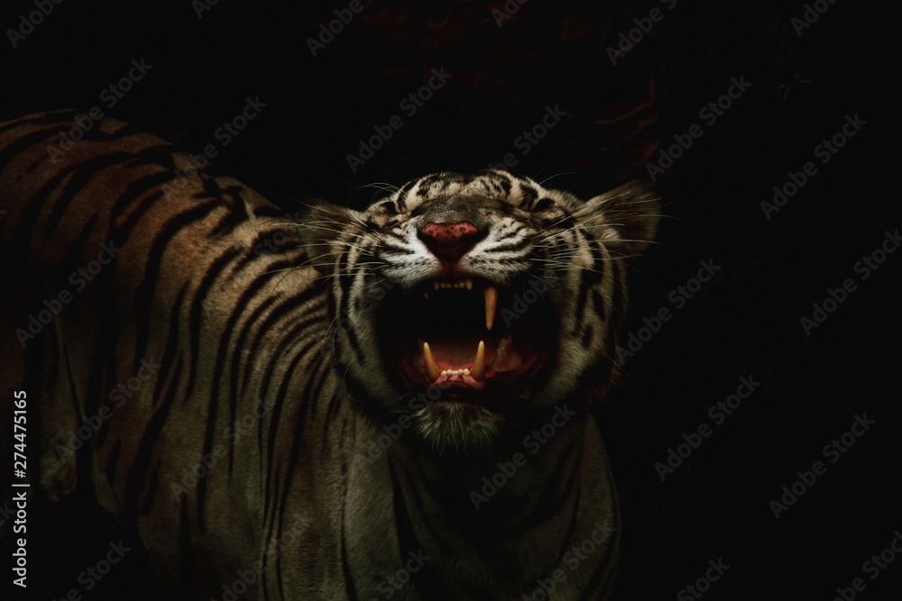 Obraz premium head of lion