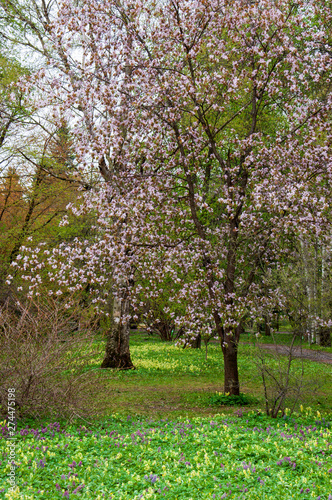 Botanical garden in spring season with bloming trees of cherry sakura, rhododendron bushes, forsythia