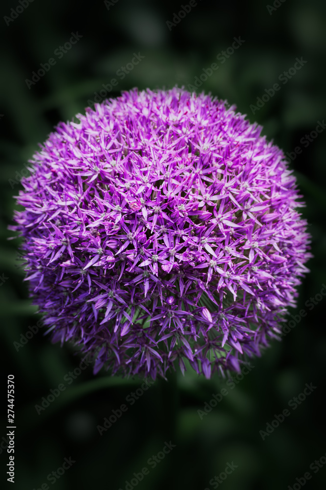 purple flower allium close-up on dark background purple flower allium close-up on dark background