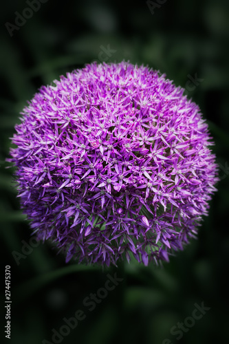 purple flower allium close-up on dark background © Seana