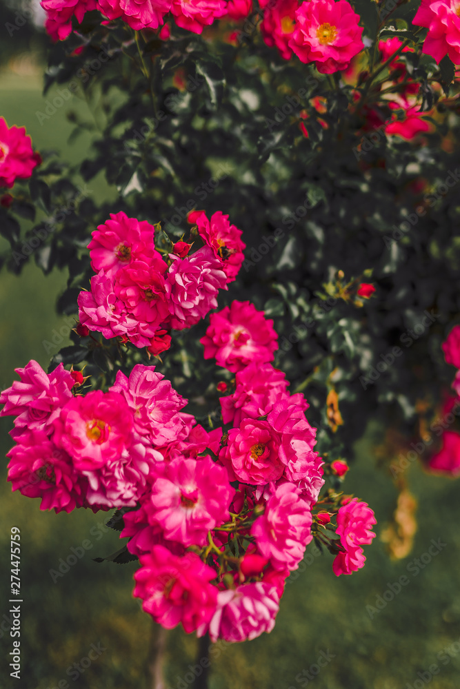 Pink roses on a background of dark green Pink roses on a background of dark green