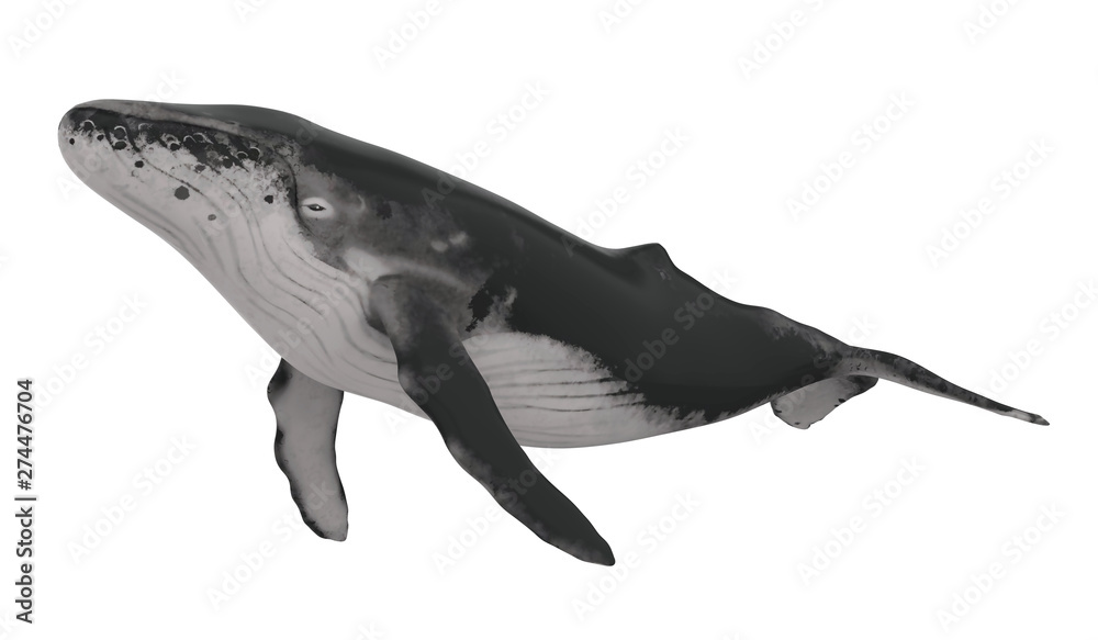 Fototapeta premium Whale Isolated