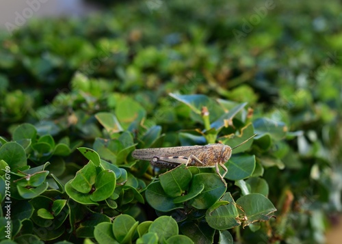Grasshopper enjoying the sunshine on the leaves photo