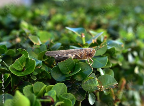 Φωτογραφία Grasshopper enjoying the sunshine on the leaves