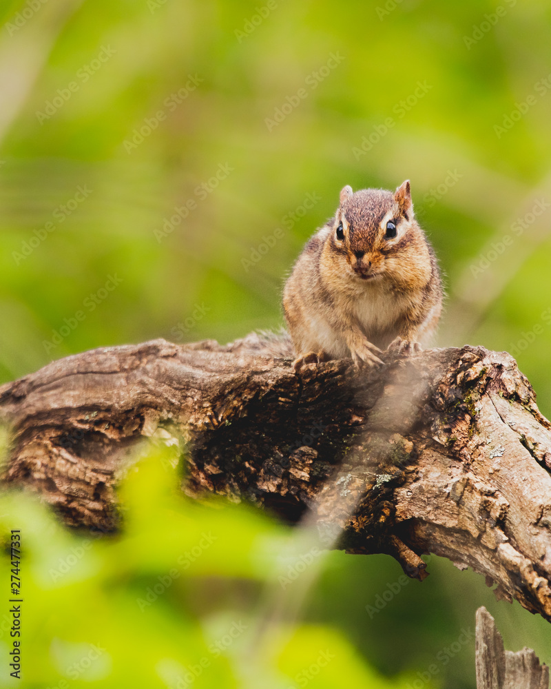 Chipmunk on a log