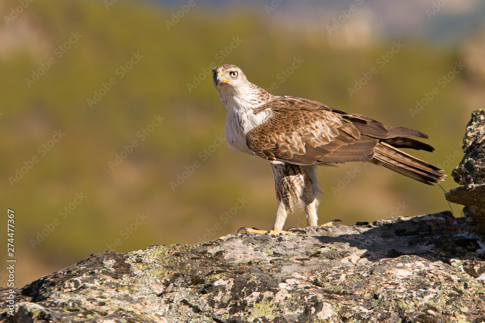 Fototapeta premium Bonelli´s Eagle, Aquila fasciata, raptor