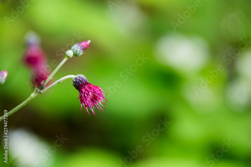Milk Thistle (Silybum Marianum) Flower blooming