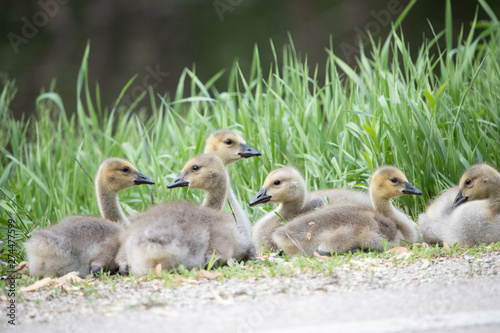 Baby Geese © Brian