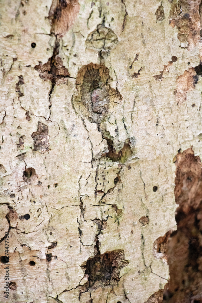 Disintegrating Wood Texture Weathered, old wood. Many exposed layers. Unique texture. Aged, distressed. Disintegrating Wood Texture Weathered, old wood. Many exposed layers. Unique texture. Aged, distressed.
