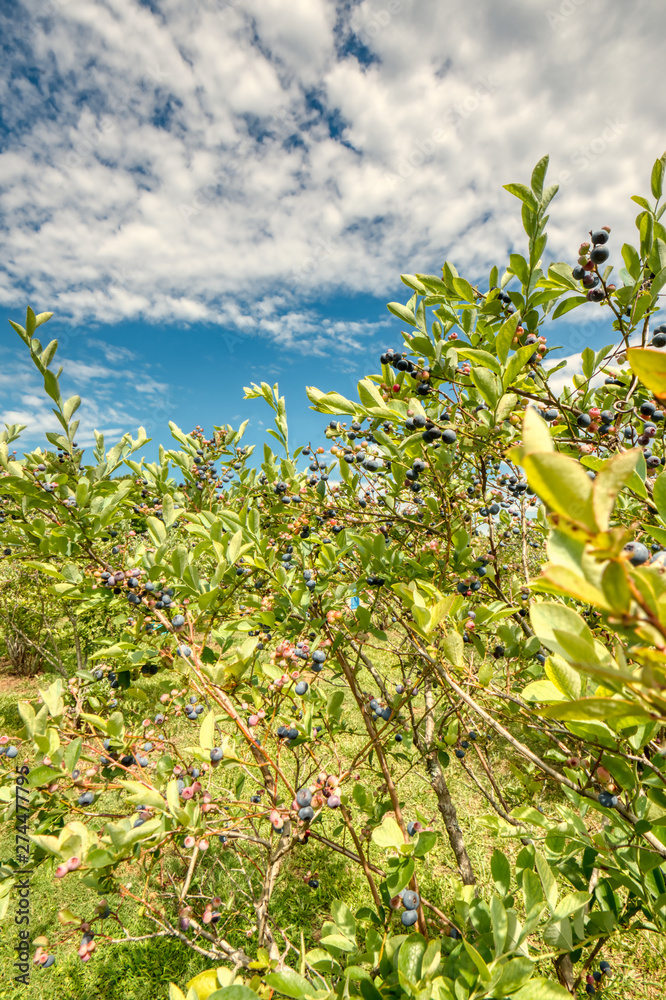 Ripe blueberries on the bush ready to pick.