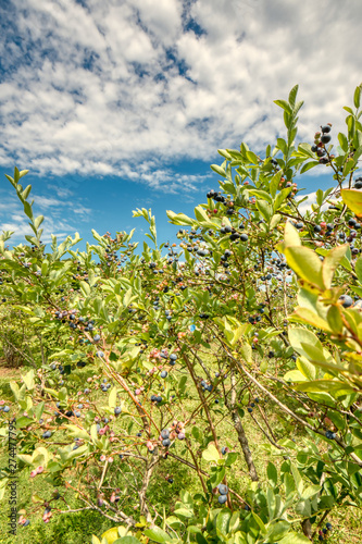 Ripe blueberries on the bush ready to pick.