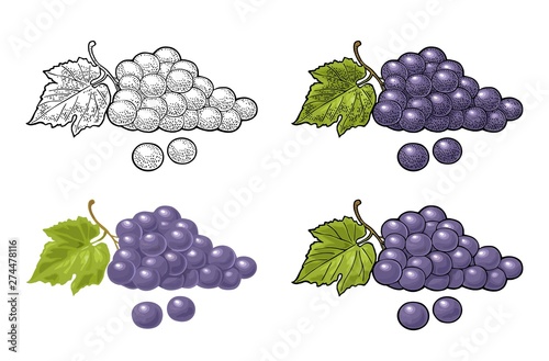 Bunch of grapes with berry and leaves. Vintage engraving vector