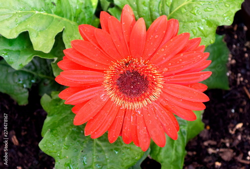 red flower in the garden