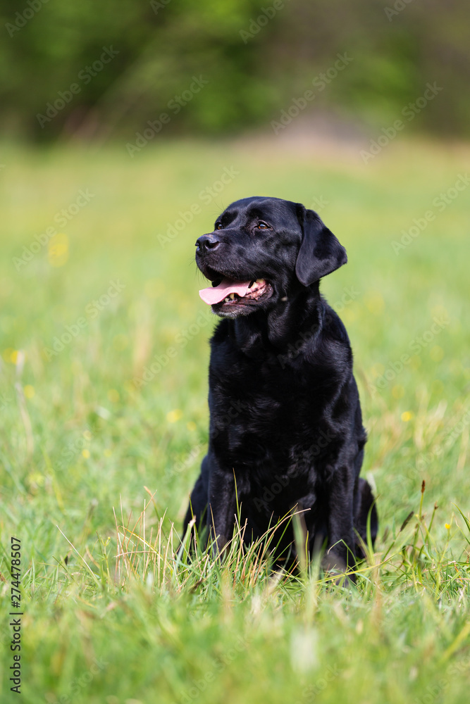 Black Labrador Retriever dog on a spring meadow Black Labrador Retriever dog on a spring meadow