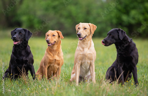 Four Labrador Retriever dogs on a spring meadow