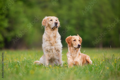 Two Golden Retriever dogs on a green meadow