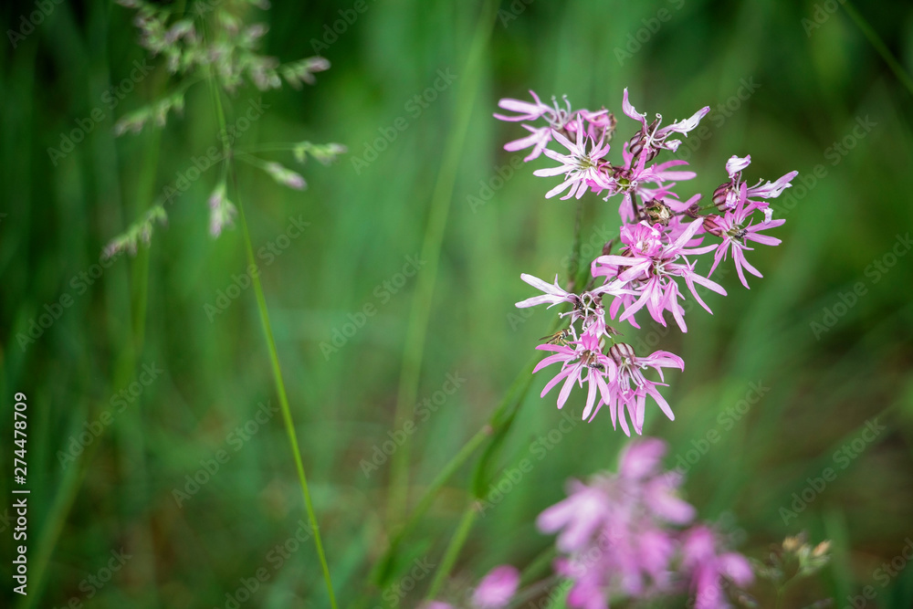 Purple Flower on a Dark Green Background. Delicate early summer flower. Flower garden. Blooming flower. Pastel colors. Purple Flower on a Dark Green Background. Delicate early summer flower. Flower garden. Blooming flower. Pastel colors.