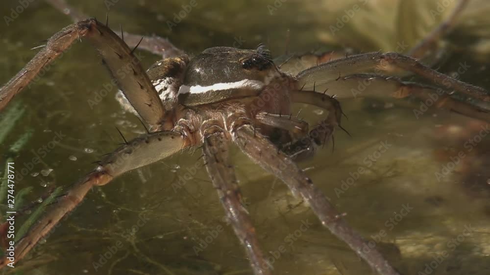 Fishing spider resting on the water 1177 6 Fishing spider resting on the water 1177 6