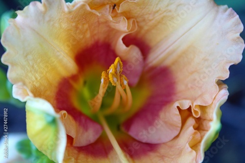 Closeup of Tiger Swirl Day Lily photo