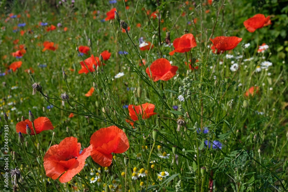 Obraz premium The meadow with blooming poppies, cornflowers and camomiles