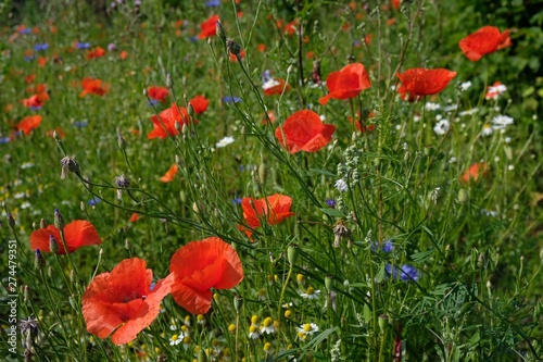 The meadow with blooming poppies, cornflowers and camomiles