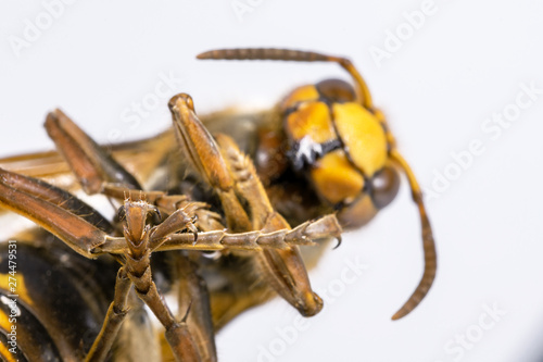 Colorful yellow-black hornet on a uniform light background. Insect on a macro scale. Close-up of the head, legs, abdomen and eyes.
