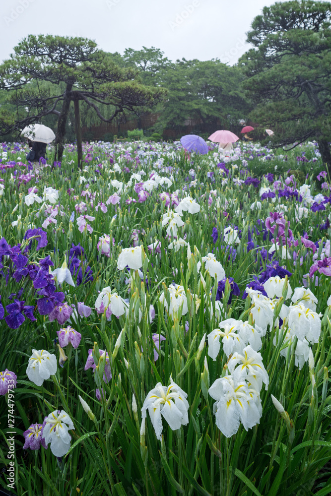 花菖蒲 花菖蒲