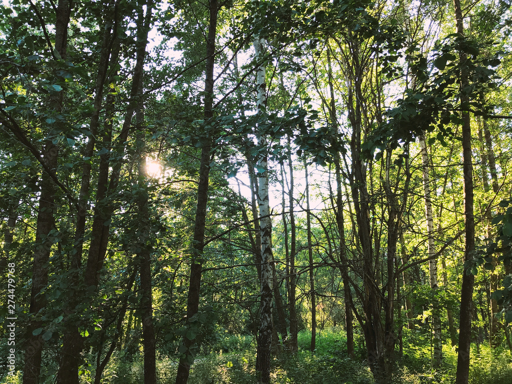 Helsinki, Finland. June 21 2019 - Beautiful summer scenery of midsummer day(Juhannus) Eve in Finland Helsinki, Finland. June 21 2019 - Beautiful summer scenery of midsummer day(Juhannus) Eve in Finland