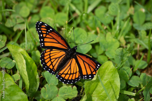 Viceroy butterfly in the clover