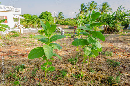 Tobacco Tree photo