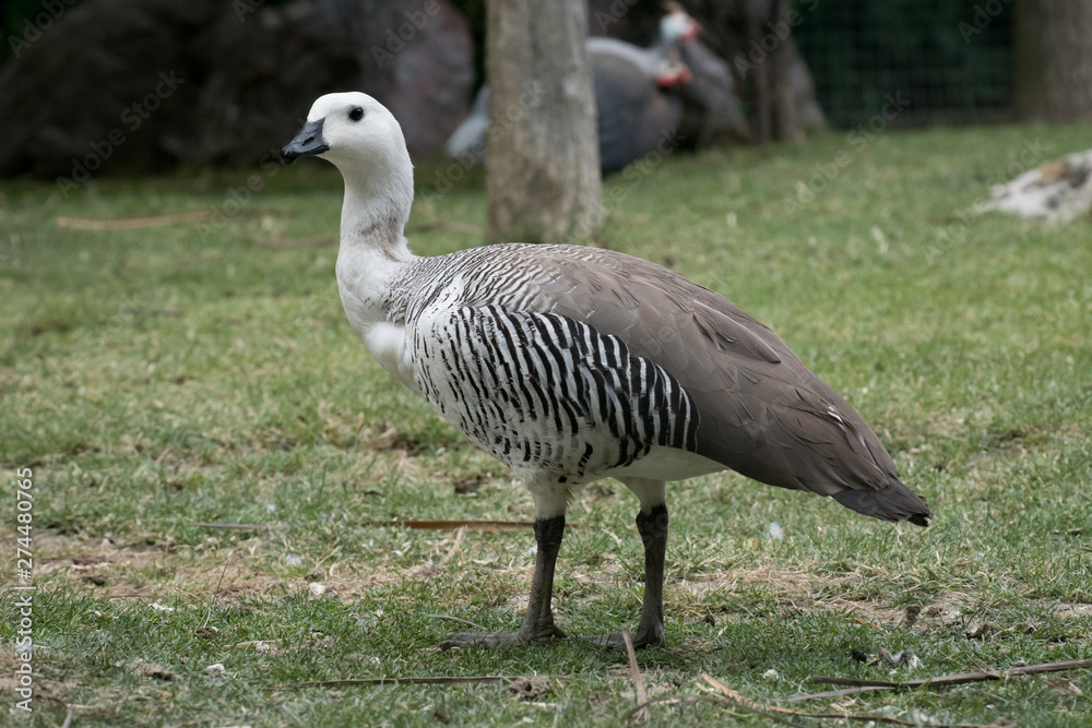 Cauquen Comun o Ganso Magallanico - Upland Goose Cauquen Comun o Ganso Magallanico - Upland Goose
