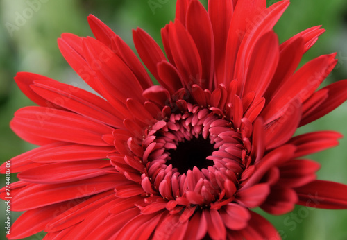Gerbera (2110)