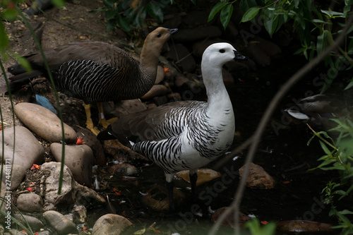 Pareja de Ganso magallanico o cauquen común photo