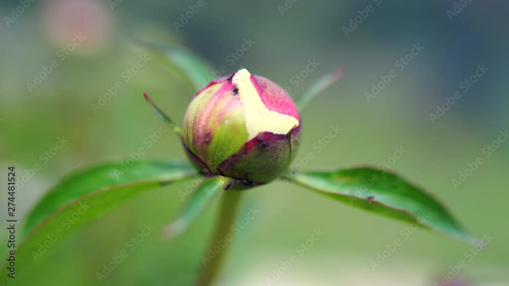Beautiful white peony bud blooming in the garden. Small ants running on paeonia Beautiful white peony bud blooming in the garden. Small ants running on paeonia
