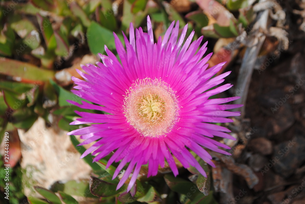 Obraz premium Fleurs 8