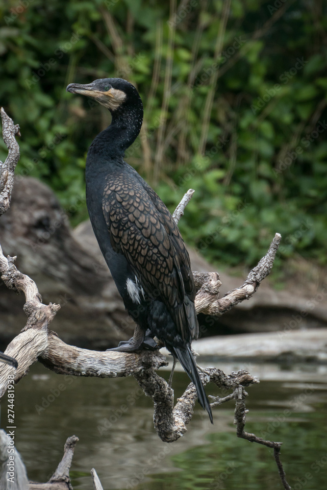 Naklejka premium Cormoran grande