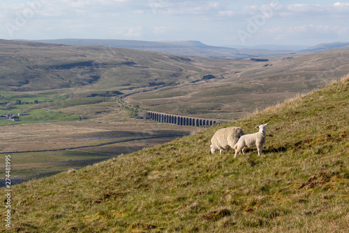 Ewe and Lamb on hillside in Yorkshire Dales, England, UK