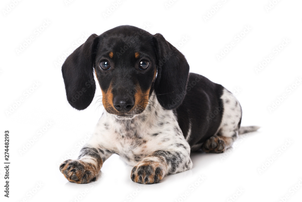 Miniature piebald dachshund isolated on white background