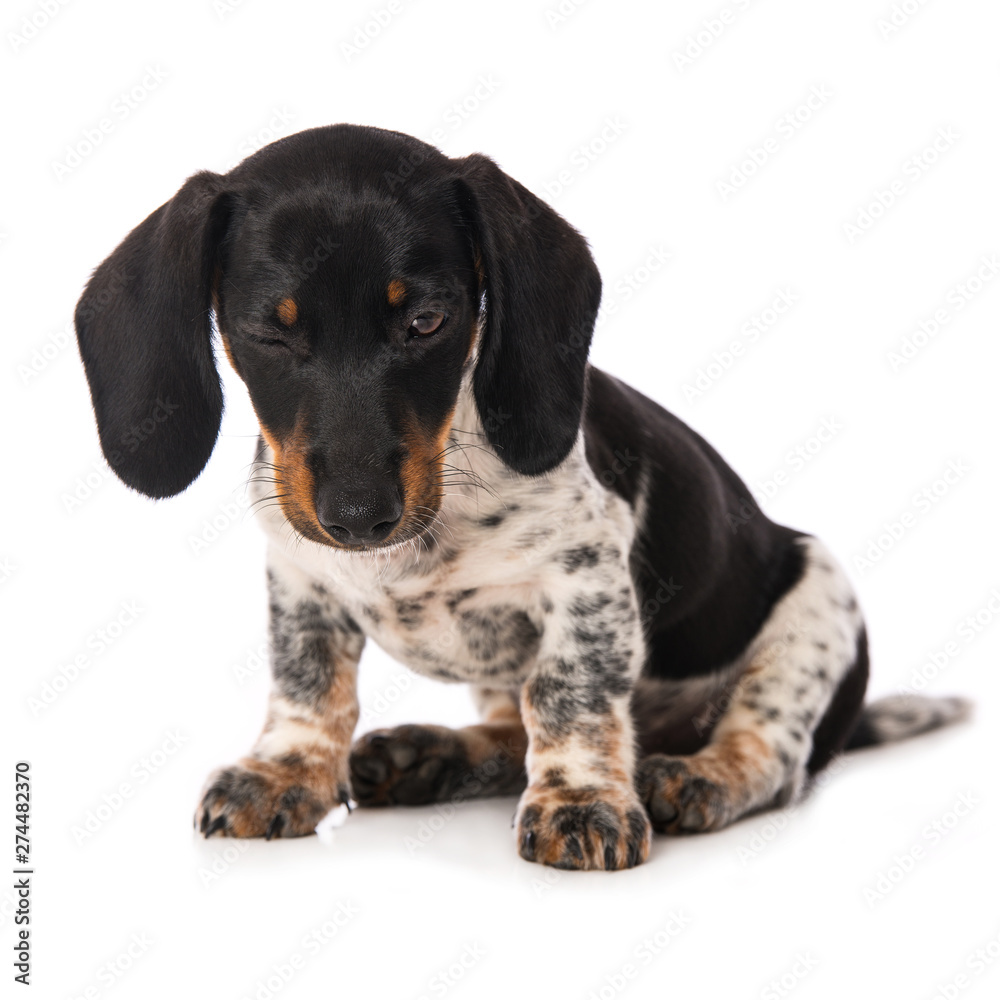 Twinkle miniature piebald dachshund isolated on white background