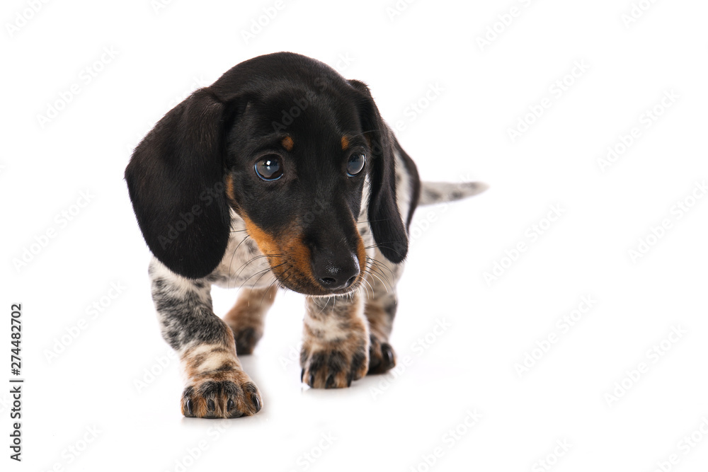 Miniature piebald dachshund isolated on white background