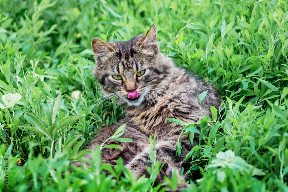 Fluffy striped cat sits on the grass and licked with tongue_ Fluffy striped cat sits on the grass and licked with tongue_