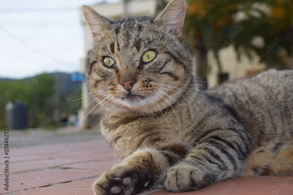 Naklejka premium gatito 