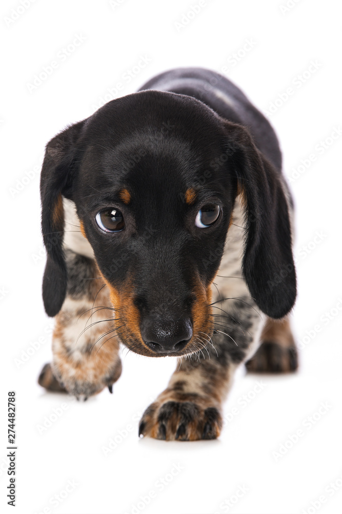 Miniature piebald dachshund isolated on white background Miniature piebald dachshund isolated on white background
