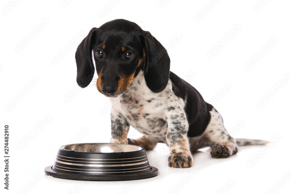 Miniature piebald dachshund with a water bowl Miniature piebald dachshund with a water bowl