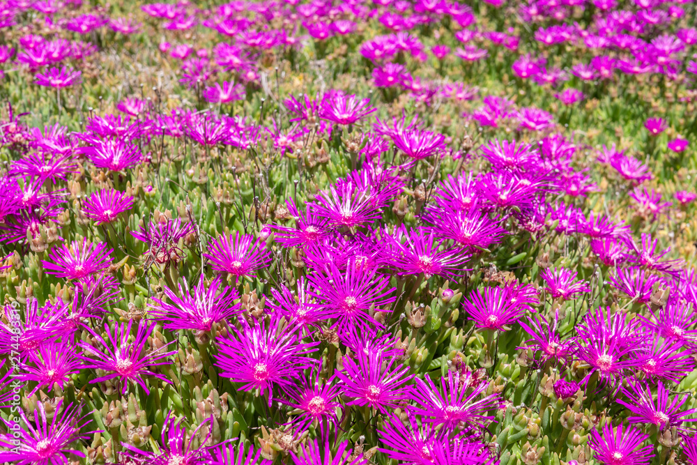 Naklejka premium Lampranthus magenta flowers with succulent leaves in fully bloom