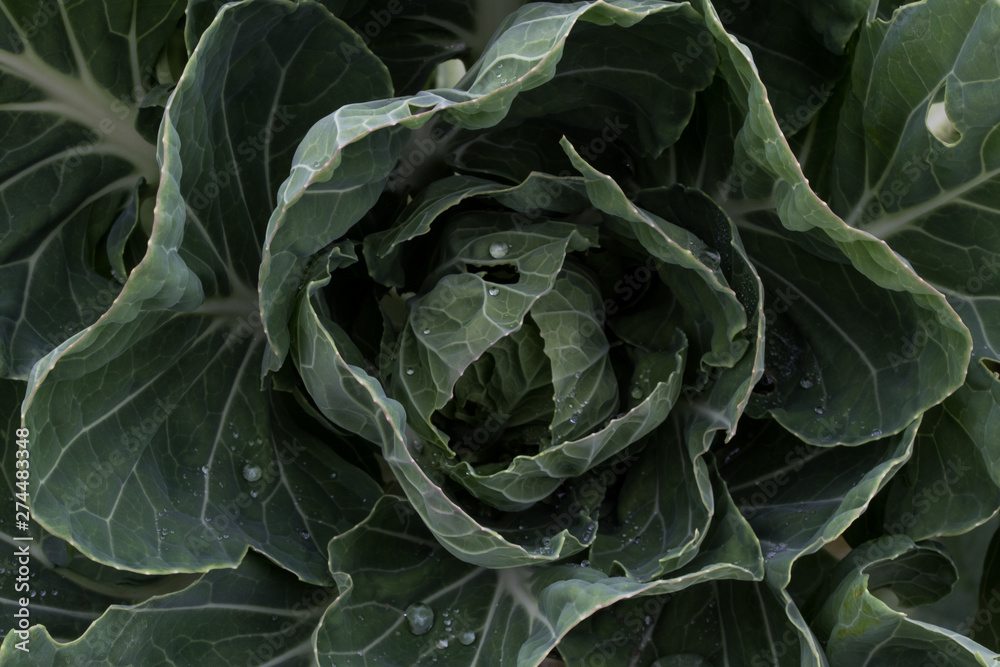 Close up of an organic cabbage Close up of an organic cabbage